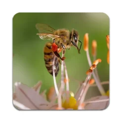 Bordskånere Til Glas>2 STK Bee Cork Backed Coastere