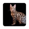 Bordskånere Til Glas>2 STK Bengal cat Coastere