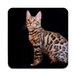 Bordskånere Til Glas>2 STK Bengal cat Coastere