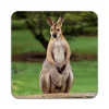 2 STK Kangaroo Coastere Hot