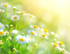 SKÆREBRÆT I GLAS 52x40 BLOMSTER New