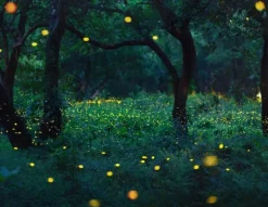 SKÆREBRÆT I GLAS 52x40 FOREST Sale