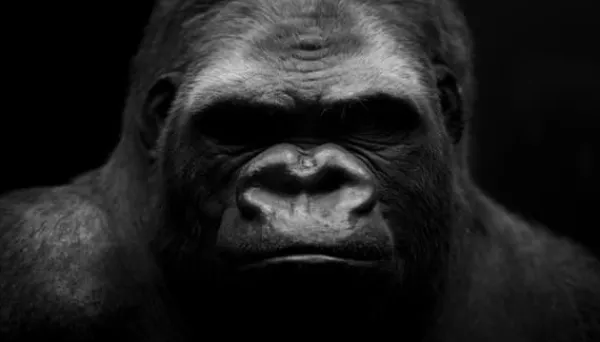 Skeer & Skovle>SKÆREBRÆT I GLAS 52x30 GORILLA