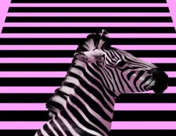 SKÆREBRÆT I GLAS 52x40 ZEBRA Hot